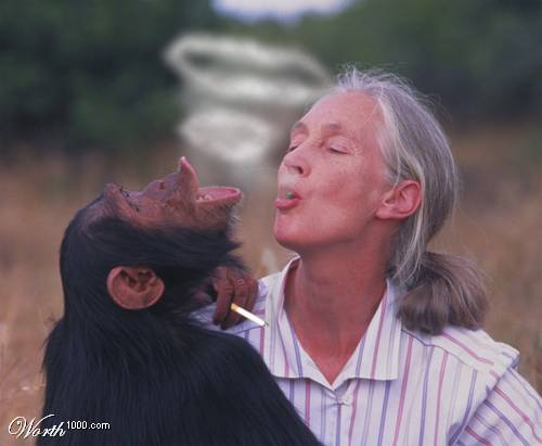 Jane Goodall gots the GOODS!