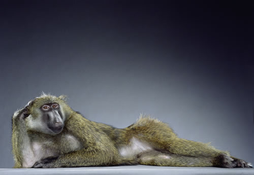 monkey-centerfold.jpg